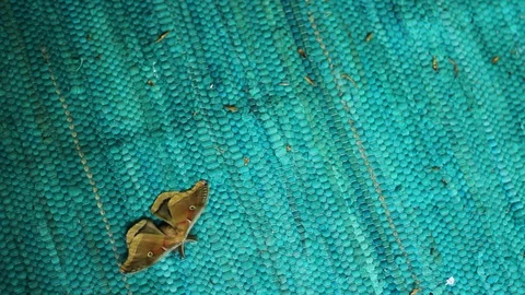Luna Moth on a Teal Carpet, Overhead View Stock Footage 116105449