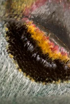 Luna moth Wing 'eye' Pattern Design-5 Stock Photos