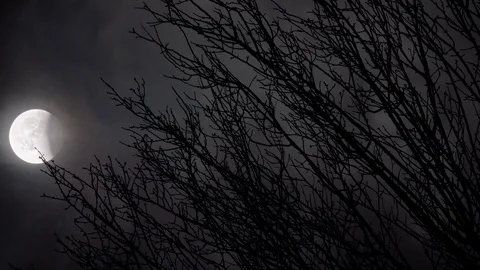 Lunar Eclipse on a Misty Sky with Creepy Branches of a Bare Tree in the Stock Footage 93241415