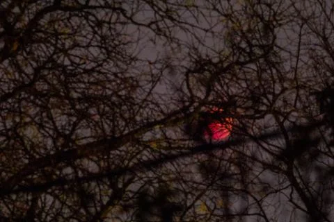 Lunar Eclipse, November 8, 2022, Columbus, Ohio Stock Photos