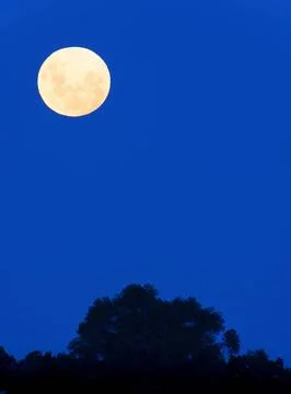Lunar eclipse phase or blood moon in blue sky above trees in silhouette in .. Fotos Stock