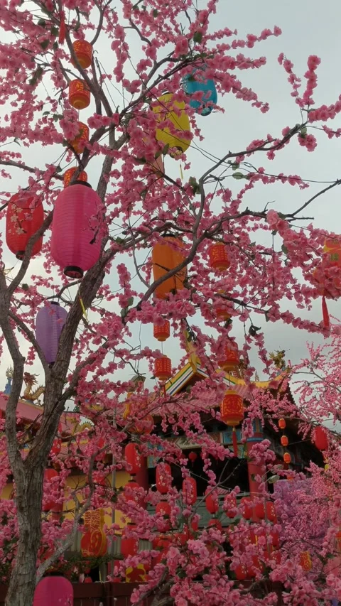 Lunar New Year Decorations with Red Lanterns and Cherry Blossoms Stock Footage 328634093