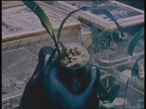 Lunar samples are tested for pathology on selected plants, invertebrates, andƒ Stock Footage 75304983