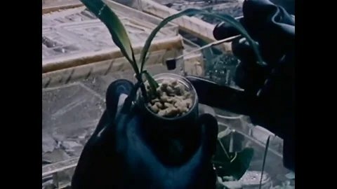 Lunar samples are tested for pathology on selected plants, invertebrates, and Stock Footage 83159545