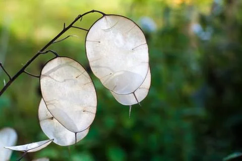 Lunaria mill Stock Photos
