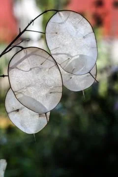 Lunaria mill Foto stock