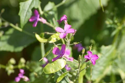 Lunaria's flower Stock Photos
