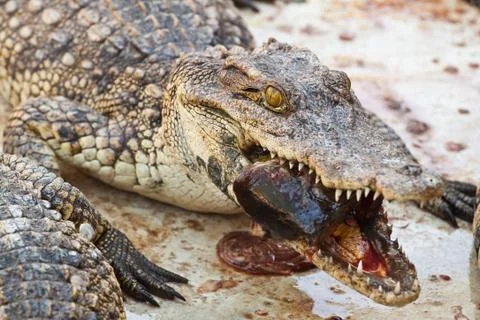 Lunch with crocodile Stock Photos