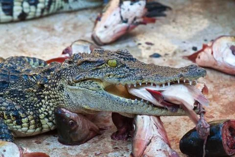Lunch with crocodile Stock Photos