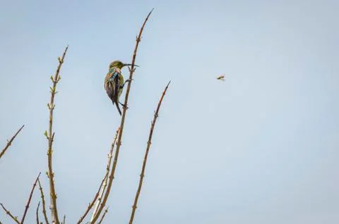 Lunch flies by Stock Photos