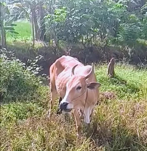 Lunch At Green Field Stock Footage 308277537