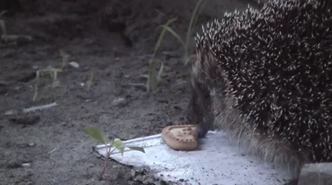 Lunch in nature. Stock Footage 68293431