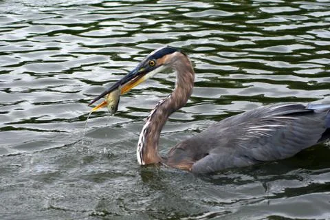 Lunch Time for Crane Stock Photos