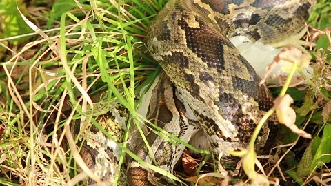 Lunch time in the wild Stock Footage 162234645