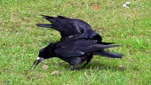 Lunch two ravens Vídeo Stock 48811706