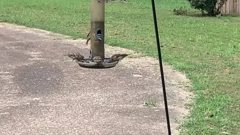 Lunchtime at the feeder Stock-Footage 162192962