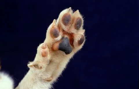 LUNDEHUND Stock Photos