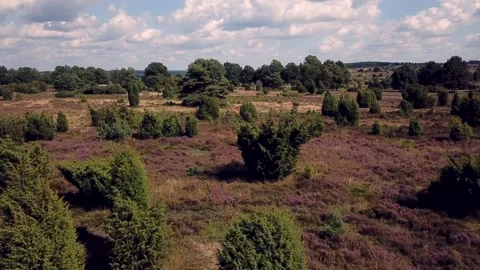 Luneburg Heath 動画素材 158758912