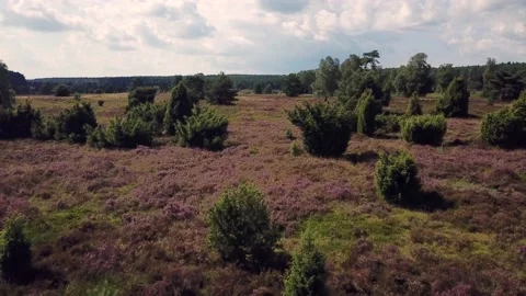 Luneburg Heath Stock Footage 158759558
