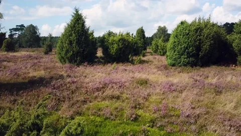 Luneburg Heath 動画素材 158760926