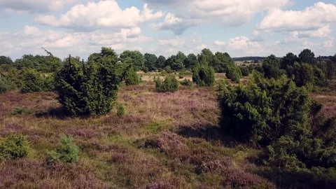 Luneburg Heath Stock Footage 158762279