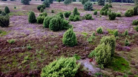 Luneburg Heath Video stock 158762909