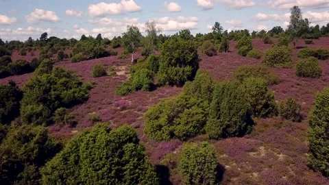 Luneburg Heath 動画素材 159530871