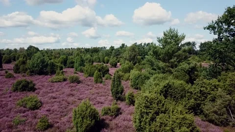 Luneburg Heath 動画素材 159532672