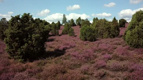 Luneburg Heath 動画素材 159533165