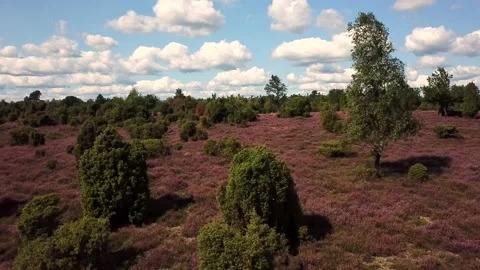 Luneburg Heath 動画素材 159535652