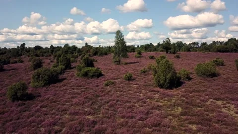 Luneburg Heath 動画素材 159536802