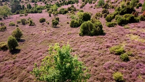 Luneburg Heath 動画素材 159537442