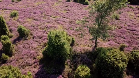 Luneburg Heath 動画素材 159538144