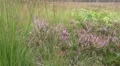 Lunenburg Heath with Cross-Leaved Heath plants and Purple Moor Grass HD Footage