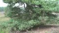 Lunenburg Heath with Cross-Leaved Heath plants and pine tree tilt view HD Footage