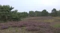 Lunenburg Heath landscape with Heath plants and pine trees HD Footage
