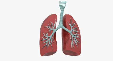 Lung Anatomy Dissection Model Pond Stock Footage 283977267