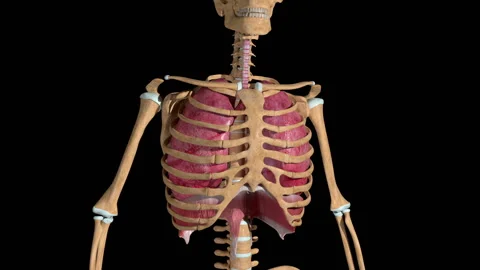 Lung Breathing Loop Stock Footage 130998768