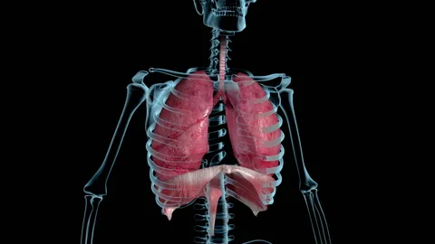 Lung Breathing Loop Xray 스톡 동영상 130998781