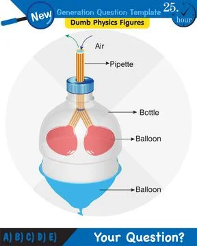 Lung breathing model Stock Illustration