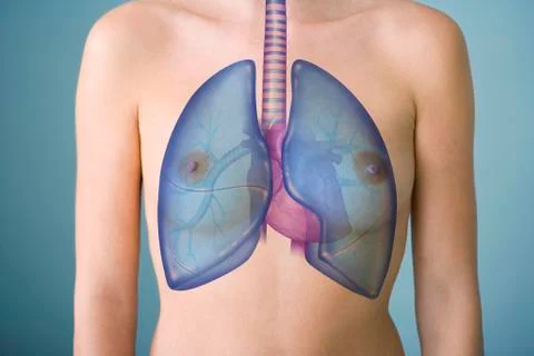 Lung, drawing Stock Illustration