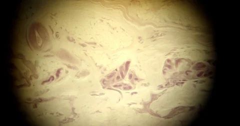 Lung elastin through a microscope ultra macro other universe Stock Footage 110646582