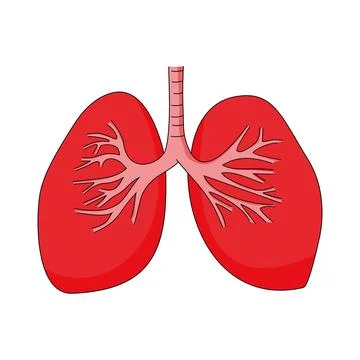 Lung icon vector illustration. human body organ sign and symbol. Illustrazione stock