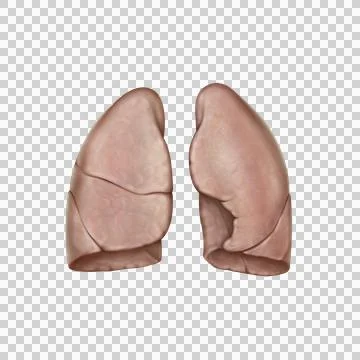 Lung Stock Illustration