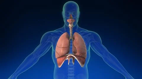Lung inside human body with its parts visible. Medically accurate human lungs. イラスト素材