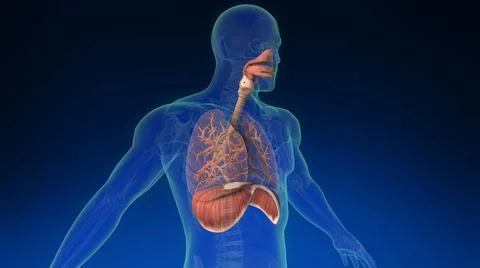 Lung inside human body with its parts visible. Medically accurate human lungs. 库存插图