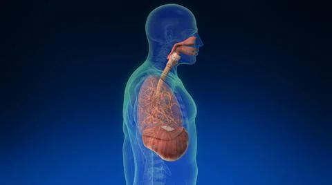Lung inside human body with its parts visible. Medically accurate human lungs. Illustrazione stock