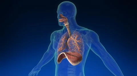 Lung inside human body with its parts visible. Medically accurate human lungs. Ilustración de archivo
