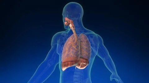 Lung inside human body with its parts visible. Medically accurate human lungs. 库存插图