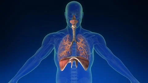 Lung inside human body with its parts visible. Medically accurate human lungs. Ilustração Stock